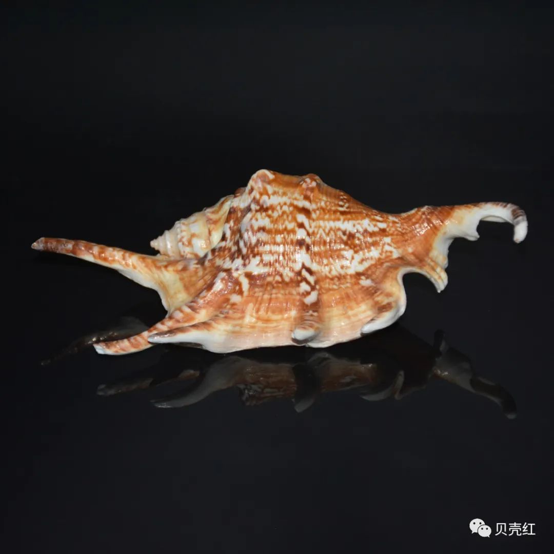 寻宝深圳市海之洋贝壳博物馆│ 初识蜘蛛螺_搜狐网