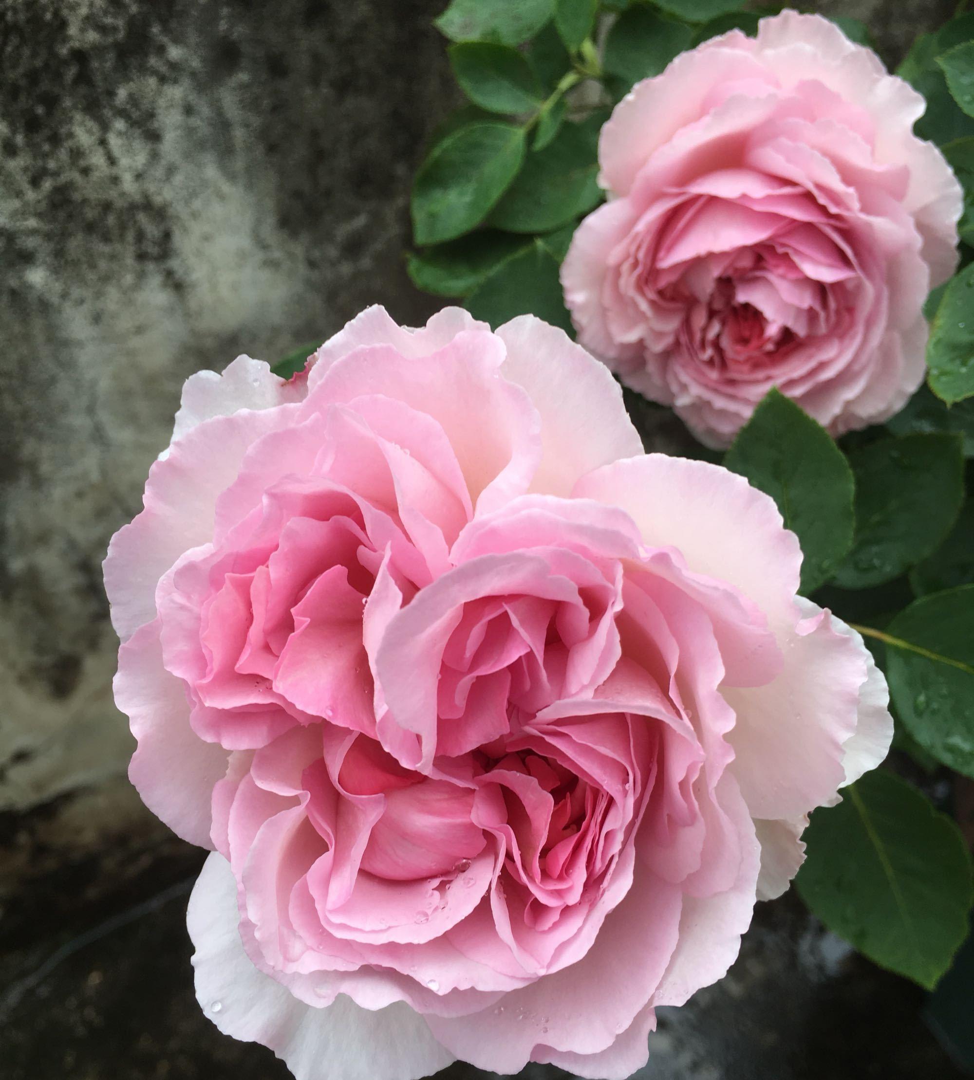 可盆栽,四季开花,国色天香,花型似牡丹-粉色伊芙伯爵_花朵_月季花