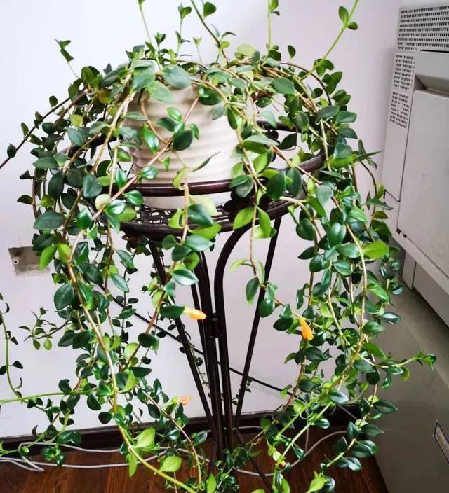 力争让金鱼吊兰花开娇艳,再次实现你当初买花时的迷人_叶片_修剪_花苞
