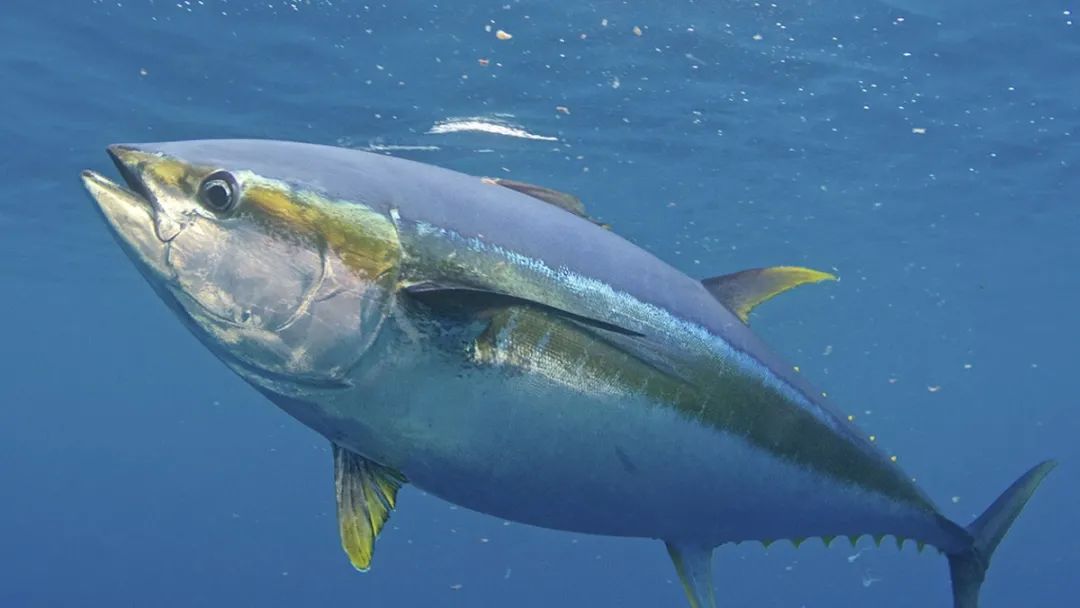 【鱼钓频道】船钓 tuna(yellowfin)黄鳍金枪鱼 