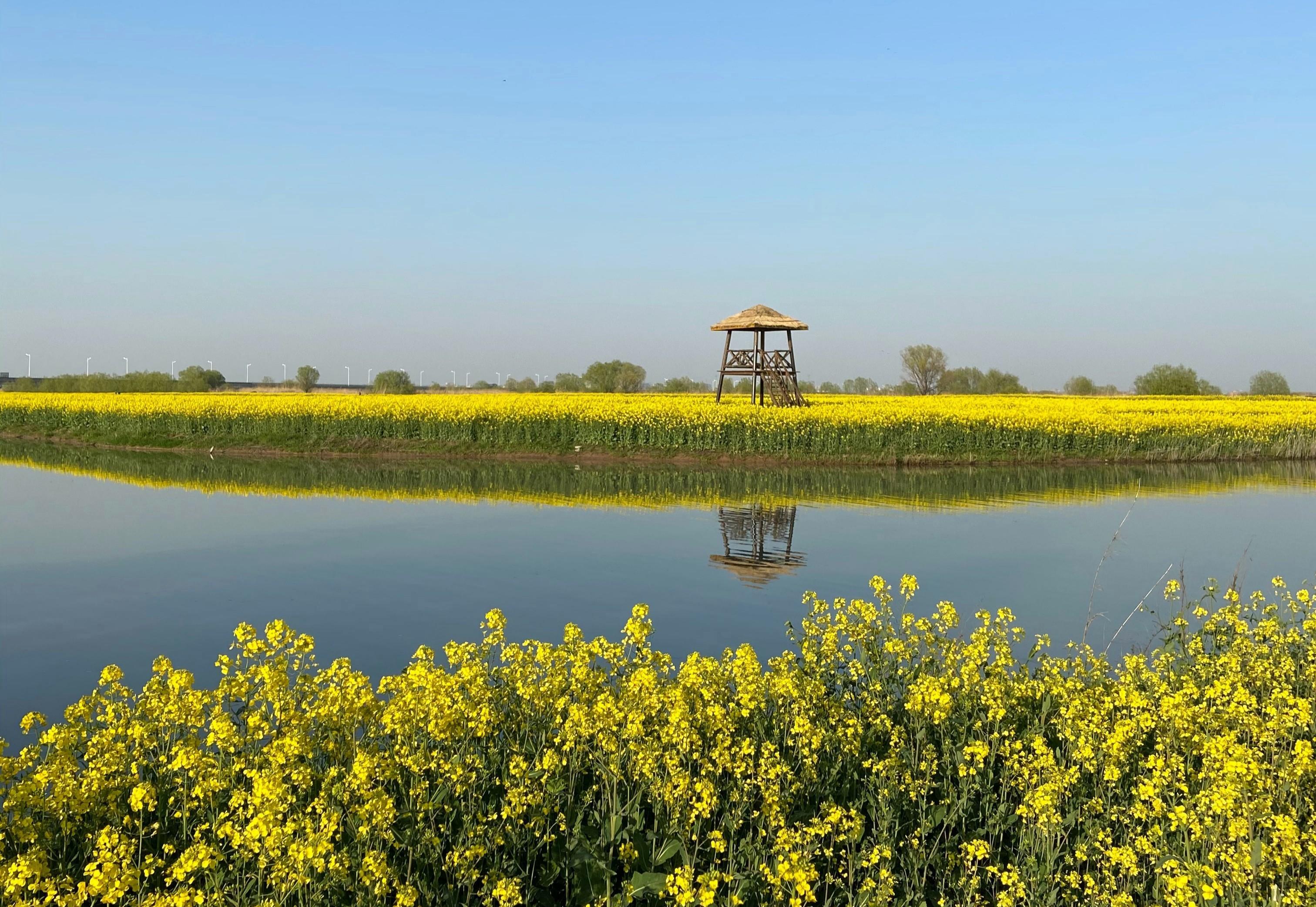 江苏扬州发现一个网红油菜花海,不输兴化油菜花,你知道在哪吗?