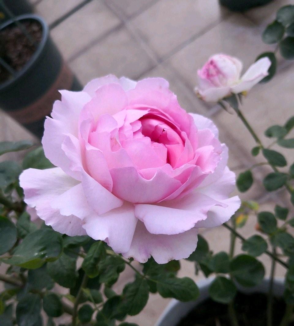 可盆栽,四季开花,国色天香,花型似牡丹-粉色伊芙伯爵_花朵_月季花