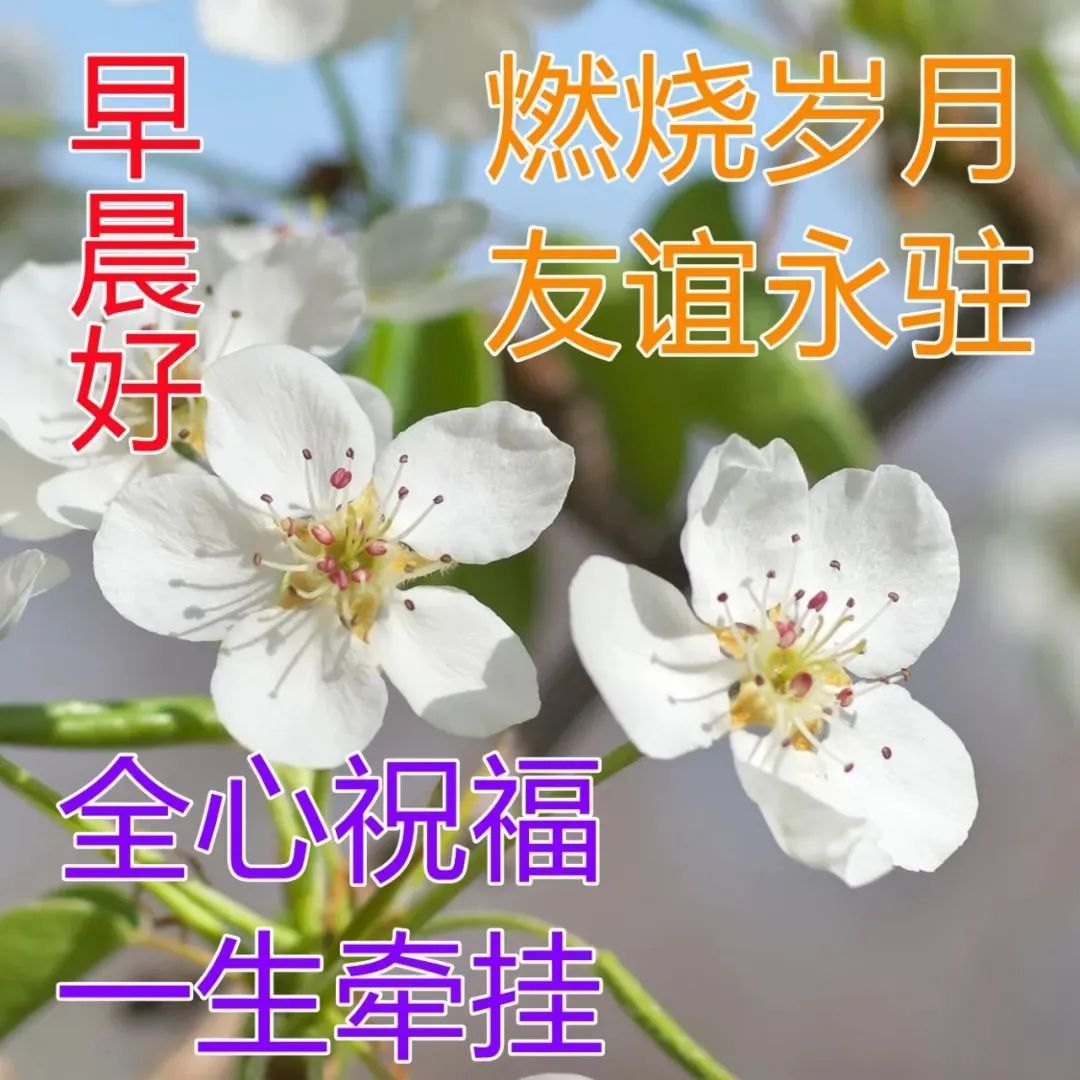 母亲节鲜花图片（母亲节鲜花简笔画画图片） 第8张