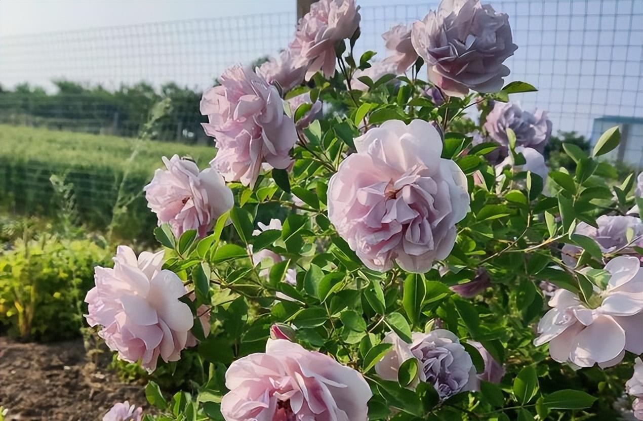 月季花的养殖方法（月季花要几天浇一次水） 第2张