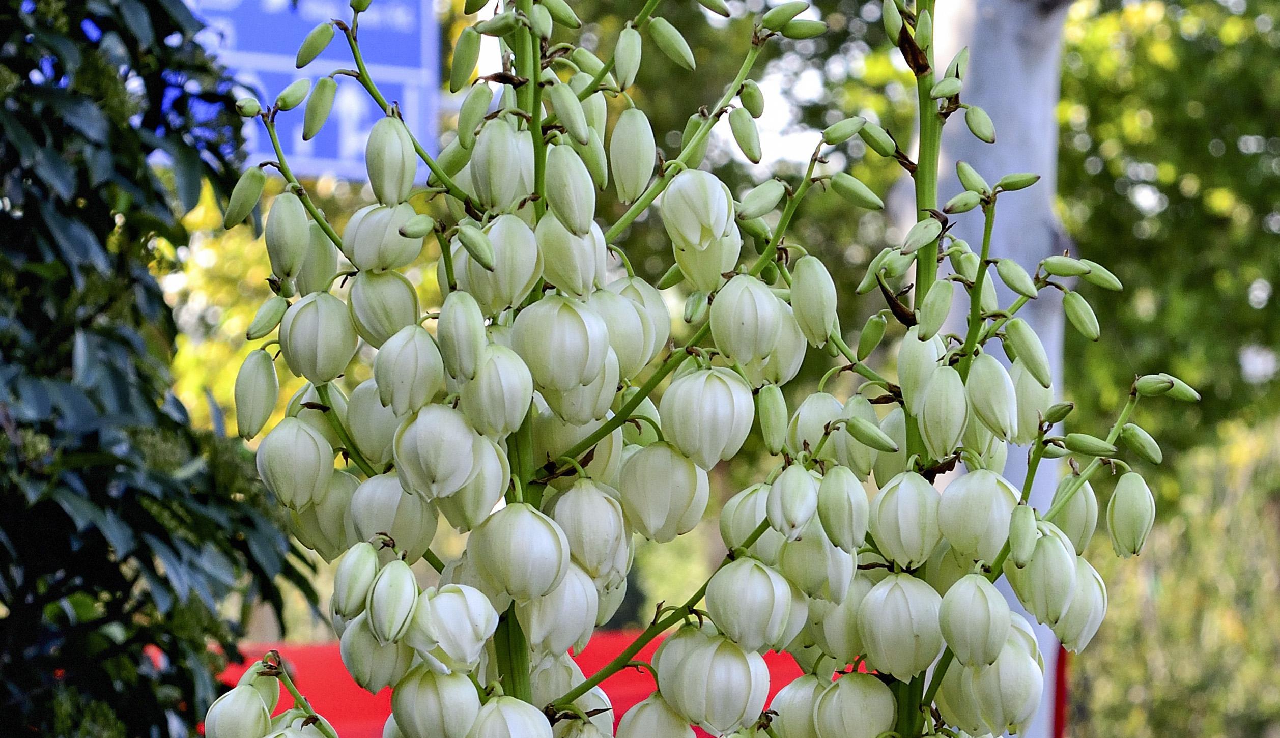 凤尾丝兰开花洁白好看,有人说是剑麻开花,这是错误的_天门_纤维_我国