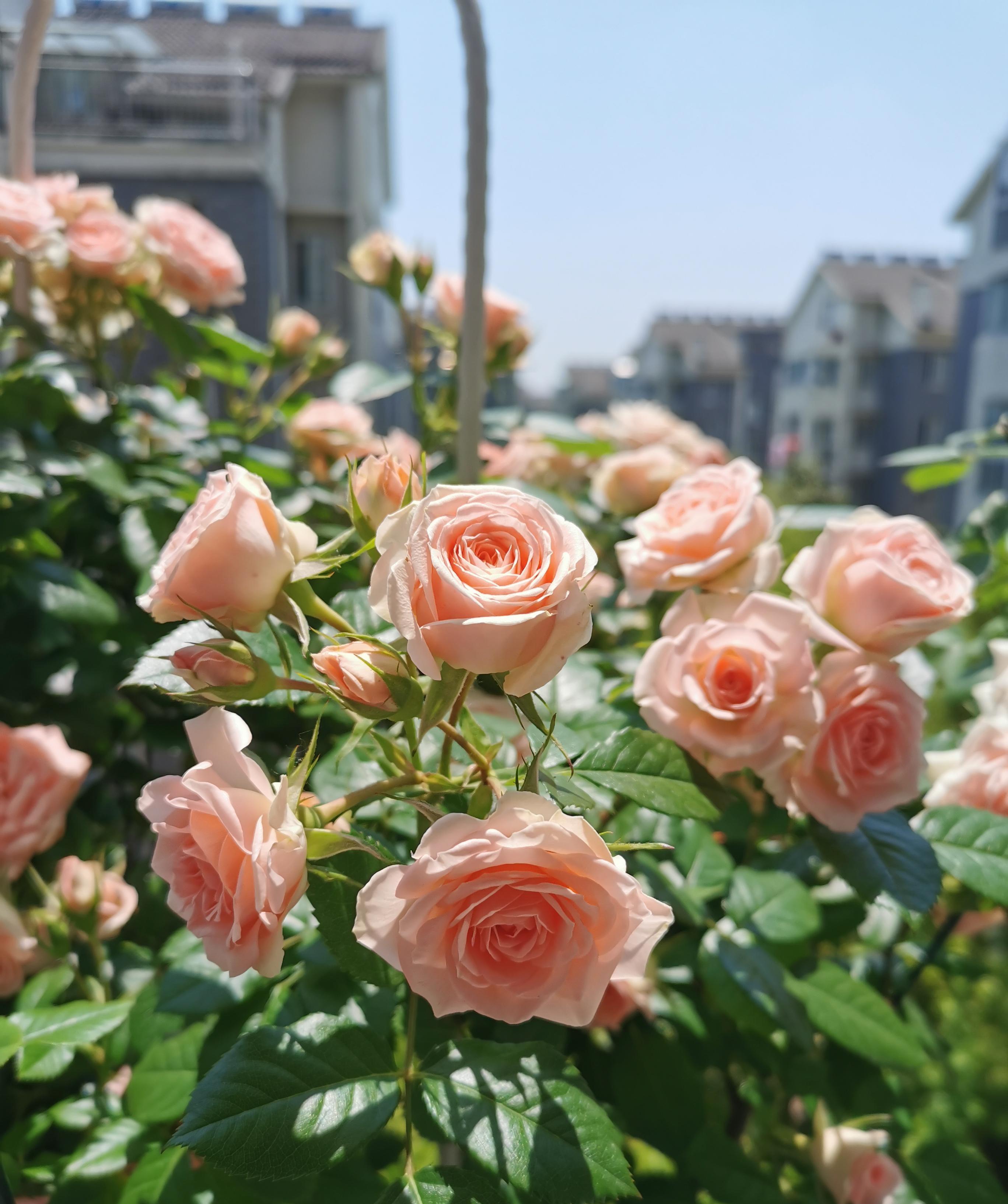 微型月季花"宝贝宝石",植株低矮,丰花勤花,适合阳台种植_品种_花朵