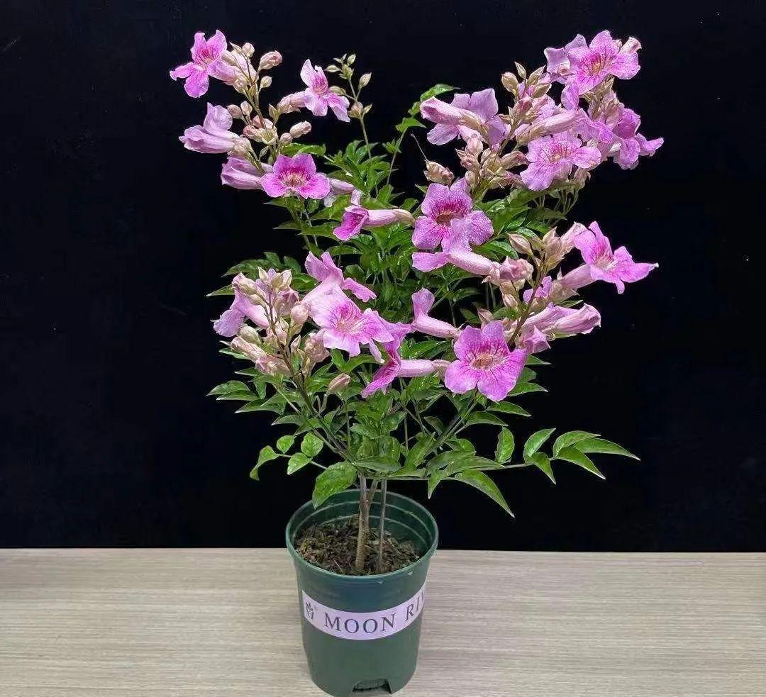 粉花凌霄,有少女心,也有凌云志|花名册no.00170_粉色_橙红色_颜色