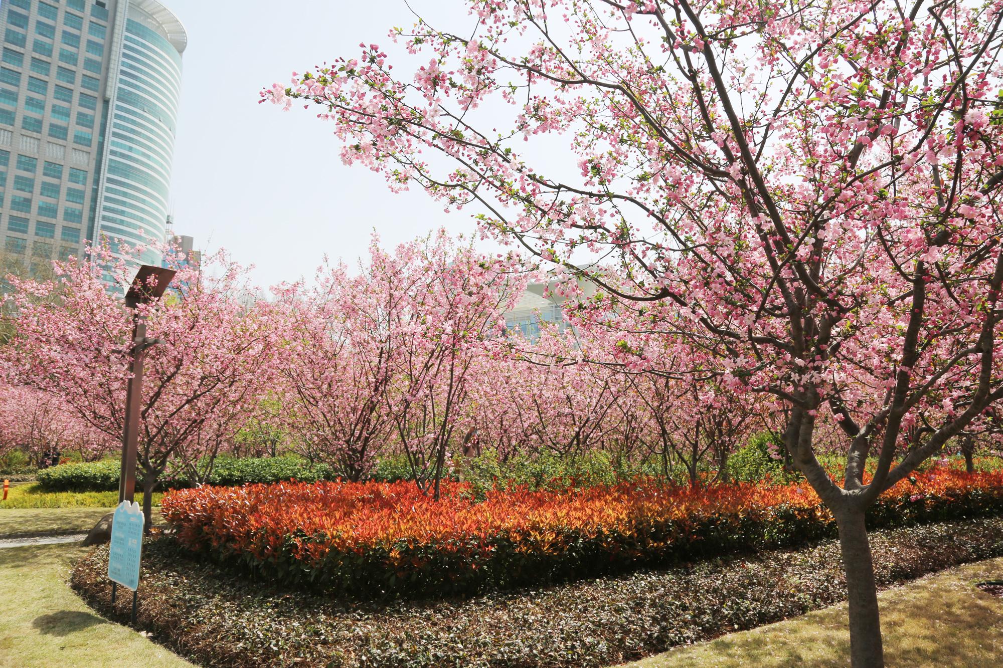 人民公园"繁花似锦" 海棠文化节遇见了你_游园会_活动_植物