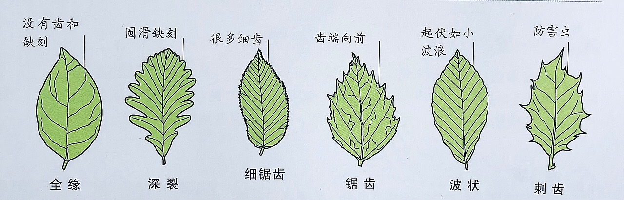 有趣的植物（有趣的植物图片和介绍） 第4张