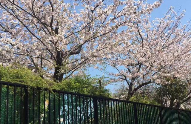 隅田公园是著名的赏樱胜地,漫步在樱花路,风景真的是美不胜收_樱花树