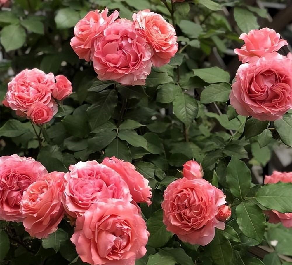 月季花的特点（月季花的介绍以及特点） 第1张