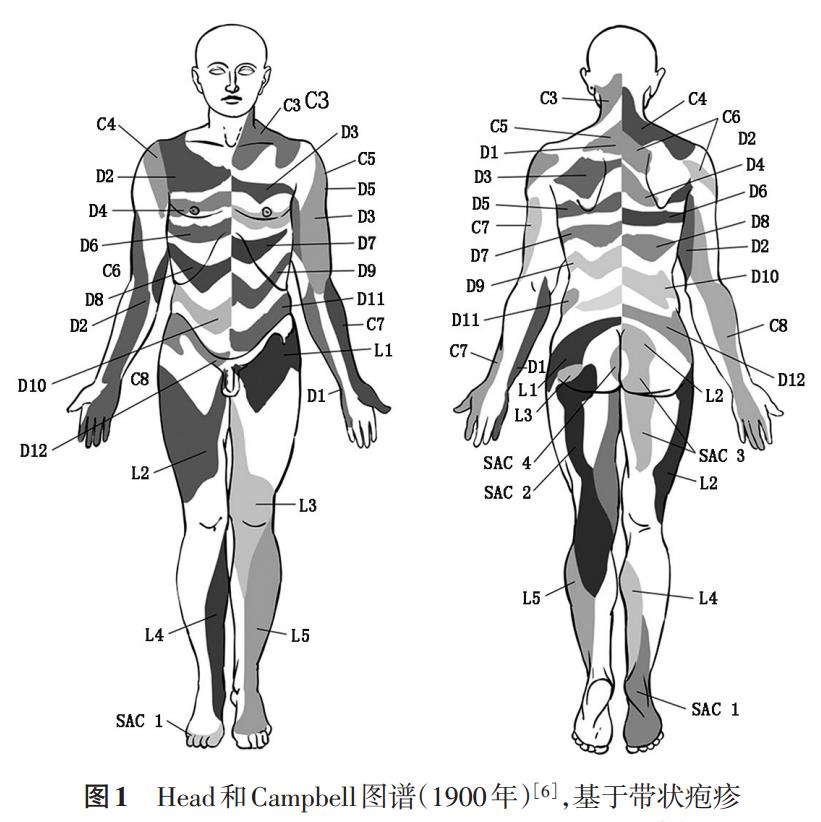 (4)并非背根神经节内所有的感觉纤维都会被带状疱疹影响.