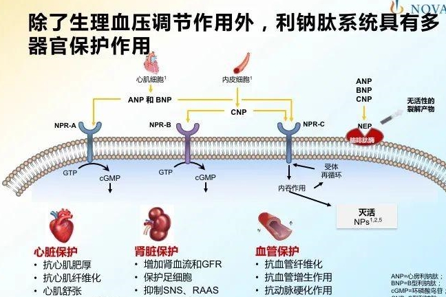 心衰,腎衰治療的里程碑:心腎同治,一藥解決_系統_的作用_利鈉