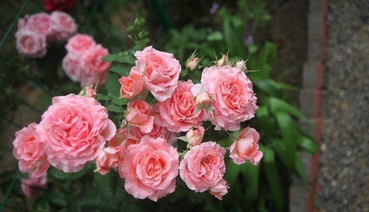 月季花的特点（月季花的介绍以及特点） 第7张