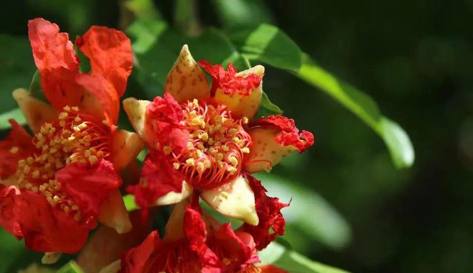 石榴花,雌雄莫辨?一招教你轻松识别|花名册no.00137_雄花_雌花_花朵