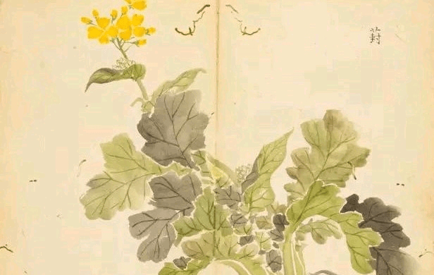 番薯_中国人_荇菜