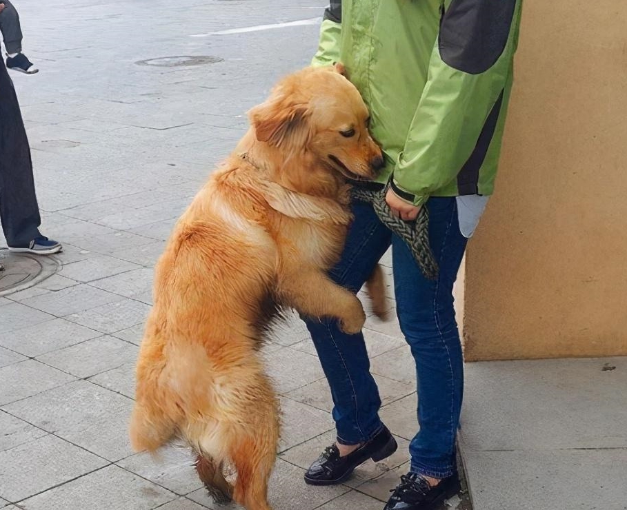 金毛犬的7大性格类型,你家的是哪种?_主人_金毛若_狗狗