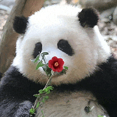 可爱熊猫花花表情包~_图片_公众_水印