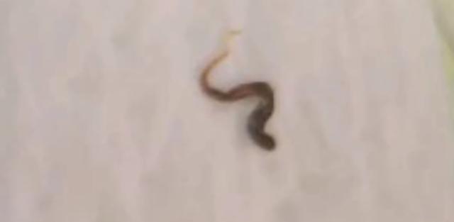 女子在俏妃卫生巾中发现大量发黑虫卵:看完让人头皮发麻(图13)