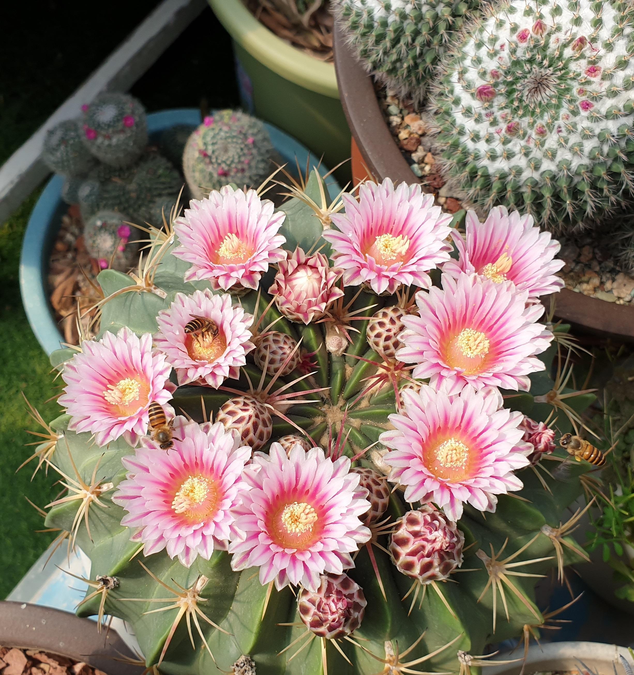 新手养仙人球,就选"赤城",皮实好养,球体漂亮,开花更美_花友_品种