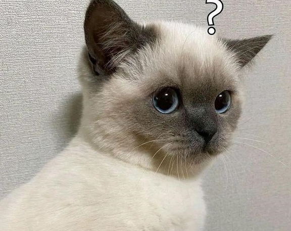 直到见了它的表情包_猫咪_眼神_卖萌