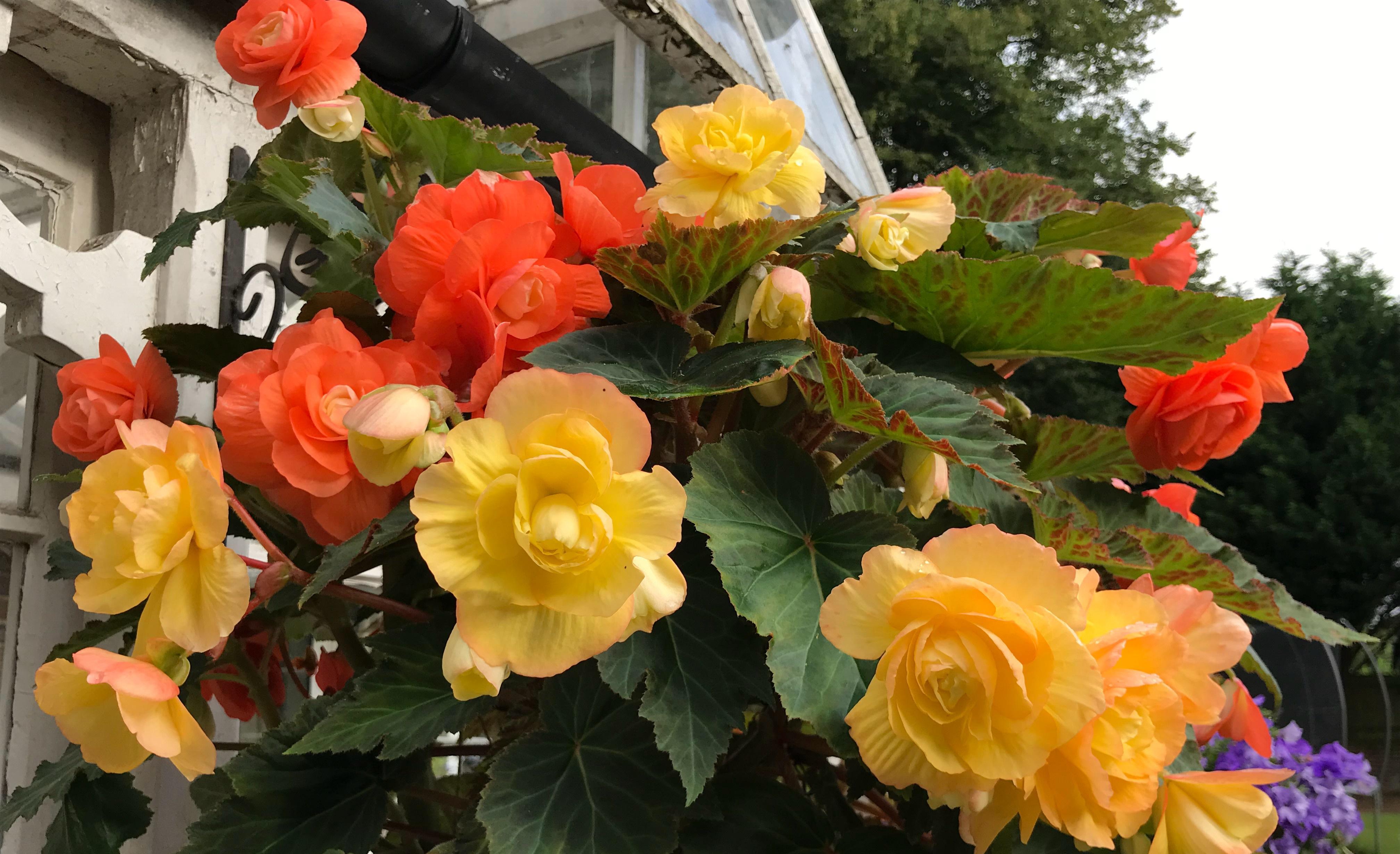 喜欢垂吊盆栽花,就养"垂吊球根海棠",颜值超高,开花也勤奋_花盆_花卉