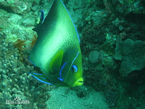 山东寻渔记|揭秘海底会发光的鱼_安康_光头_雄鱼