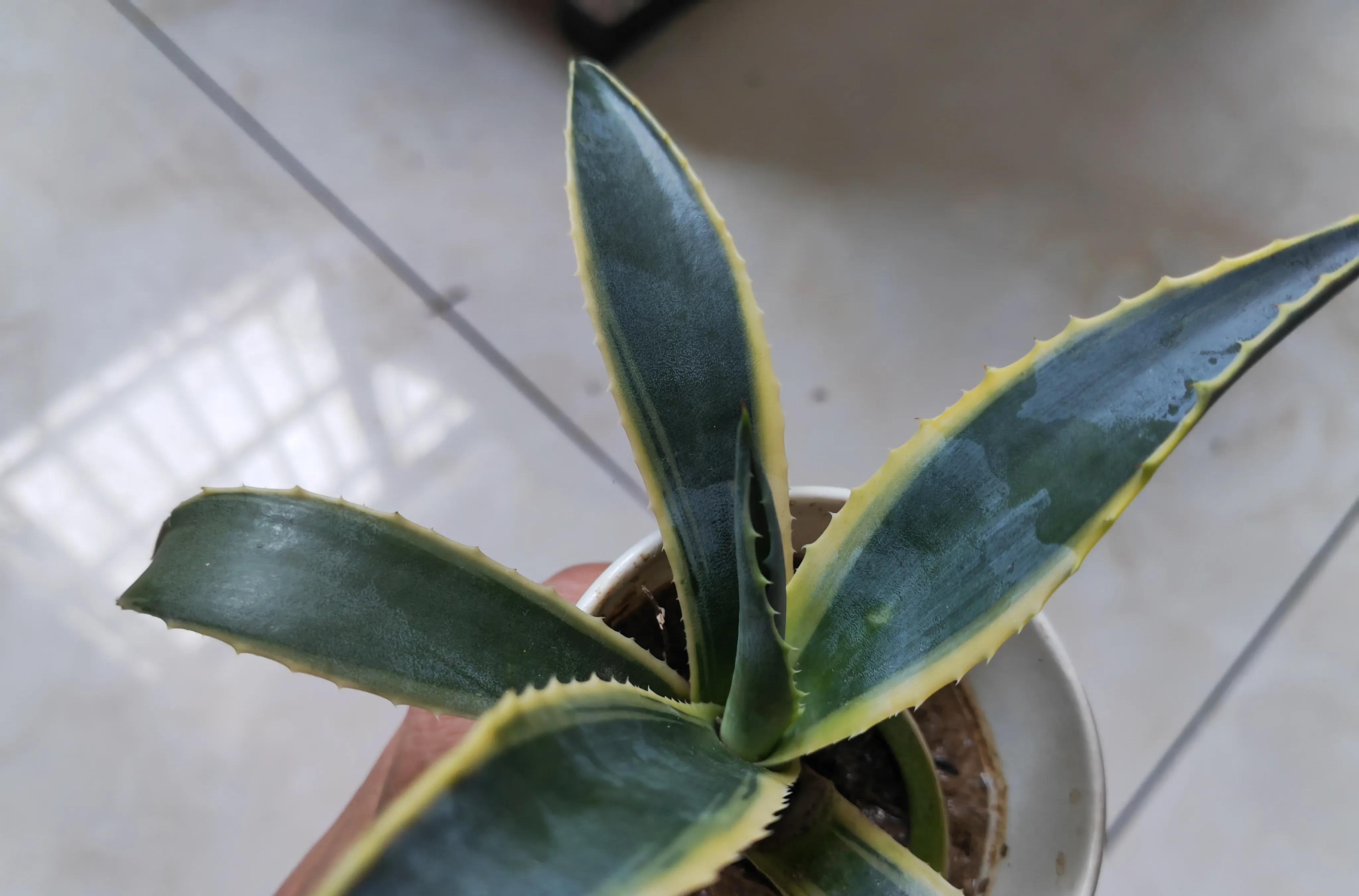 金边龙舌兰怎么养才活得好?5个方法教你"新手养花"_种植_庭院_地方