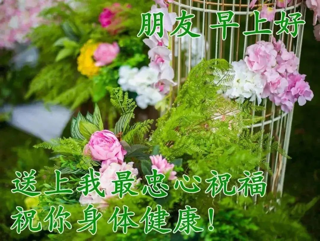 早上好最美鲜花 祝福图片