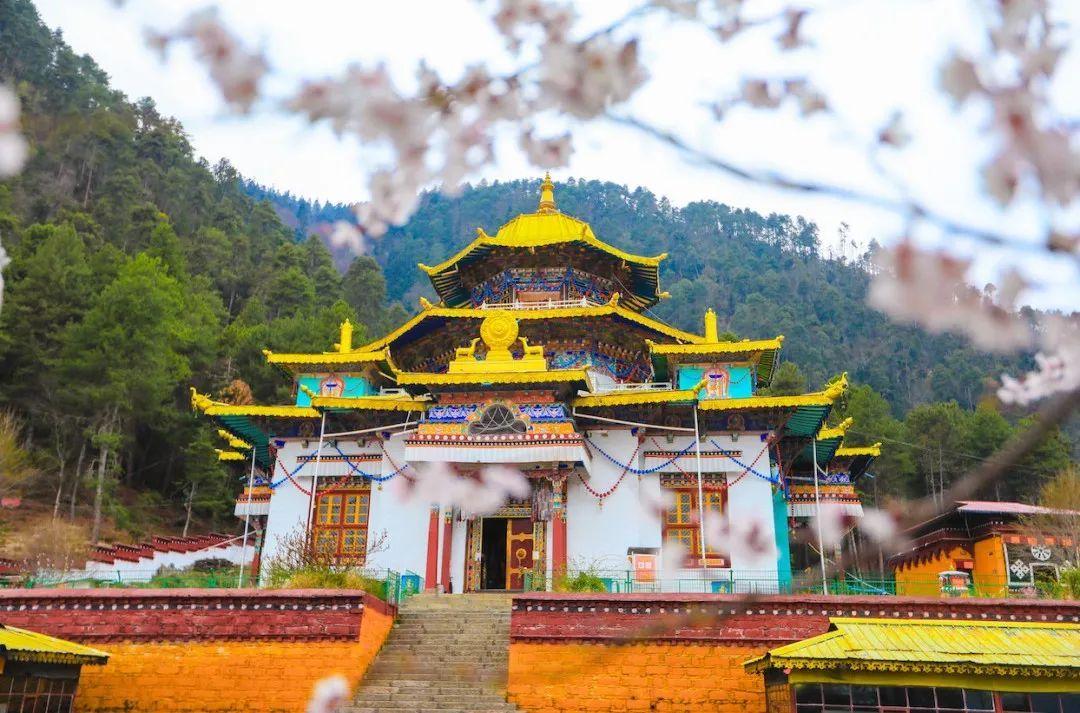 林芝桃花香,去西藏完成一个春天的约会_桃花的_时间_旅行