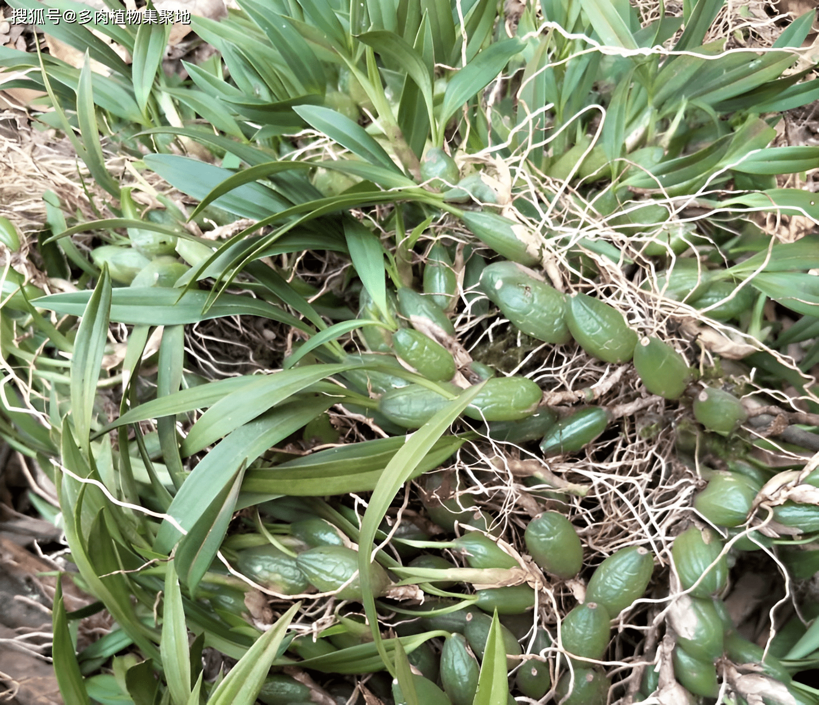 粘草子植物图片的功效图片