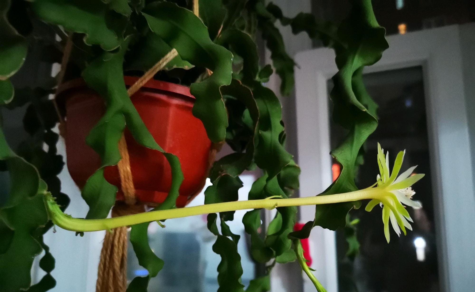 室内盆栽"新宠"—卷叶昙花,能观叶,赏花,观果,皮实且好养_果子_火龙果