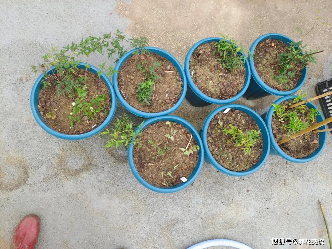 室内水生植物（室内种植水生植物品种） 第4张