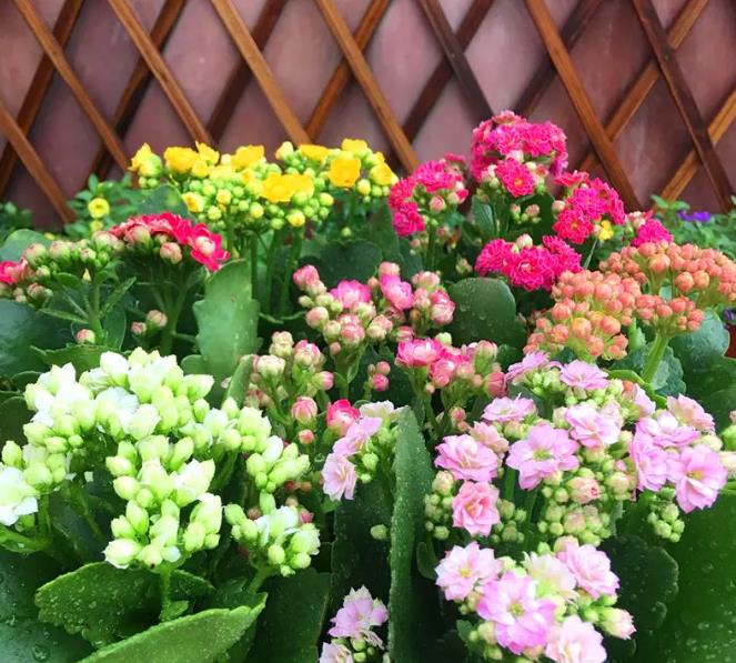原创            适合家里养殖的绿植花卉盆栽，新手朋友快来选一选吧-适合家里养的盆花