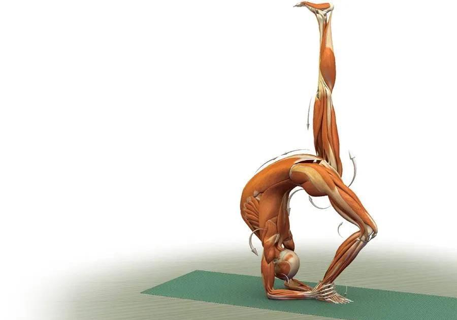 瑜伽解剖体式-单腿内收直棍式_肘关节_动作_膝关节