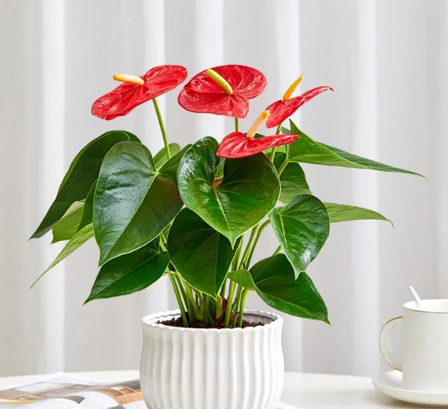 原创            适合家里养殖的绿植花卉盆栽，新手朋友快来选一选吧-适合家里养的盆花