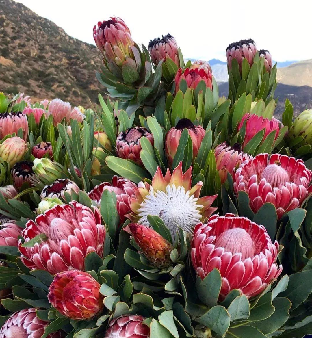 6种贵族花,巨大又神秘,凡人"养不起",养花人"非富即贵"_花朵_花卉