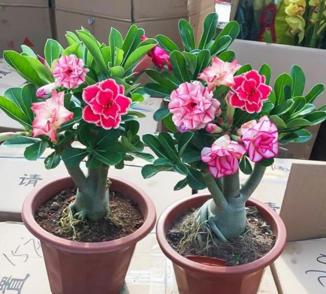 原创            适合家里养殖的绿植花卉盆栽，新手朋友快来选一选吧-适合家里养的盆花
