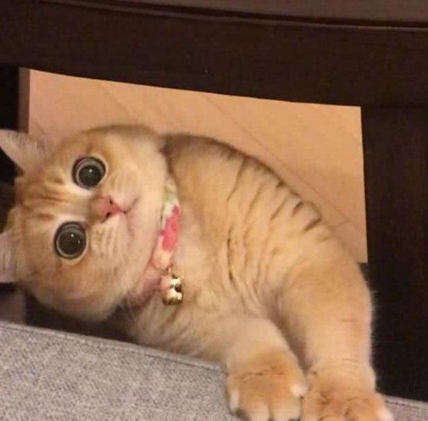 猫咪排队偷肉吃轮流放风,黑猫:快点吃该轮到我了! 猫咪排队偷肉吃轮流放风,黑猫:快点吃该轮到我了!