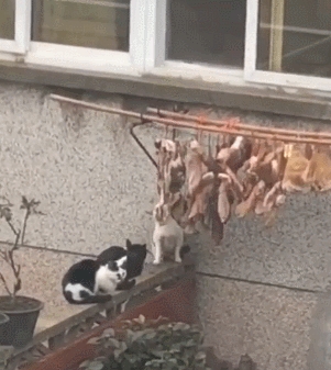猫咪排队偷肉吃轮流放风,黑猫:快点吃该轮到我了! 猫咪排队偷肉吃轮流放风,黑猫:快点吃该轮到我了!