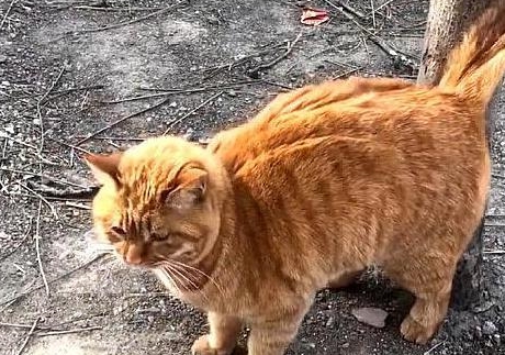男子起床喂狗,发现猫咪躲在角落不敢动 男子起床喂狗,发现猫咪躲在角落不敢动