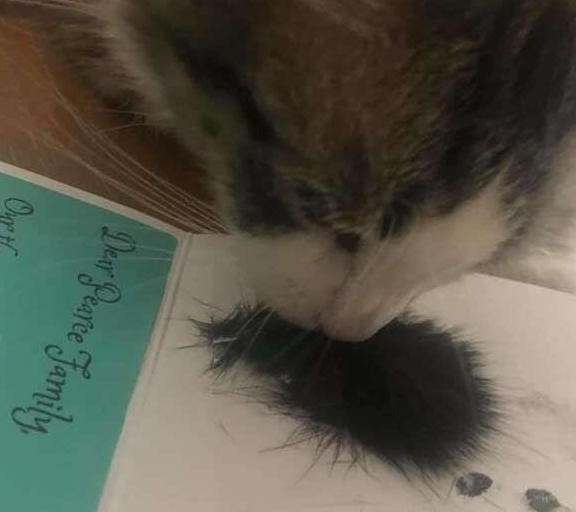 猫猫1秒认出去世猫好友遗物，意外举动感动网友 