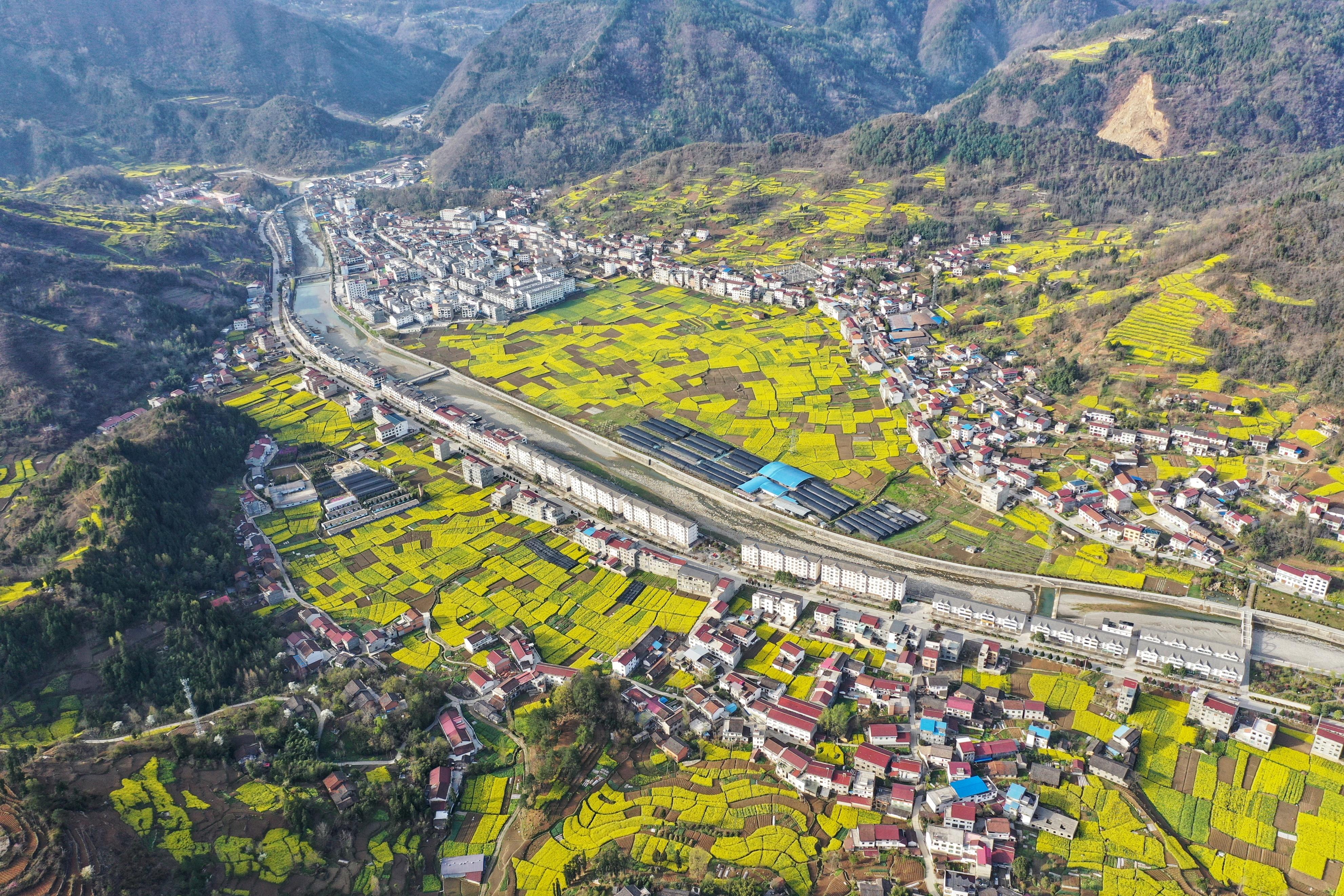 一位四川农民每天都来镇巴盐场放牛,陕西草把四川牛养的又肥又壮