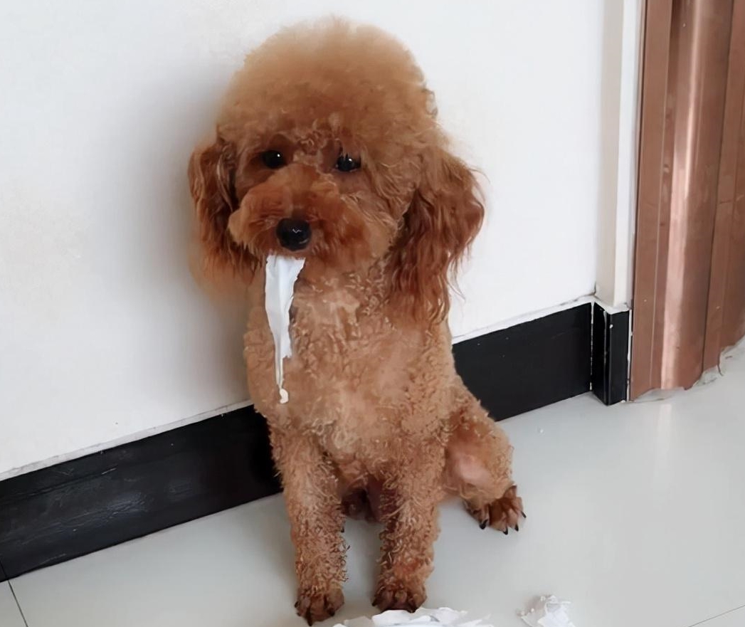 泰迪犬这几个"坏毛病",是聪明的表现,宠主不要错怪它了_食物_狗狗