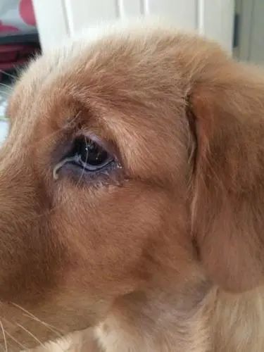 狗狗有眼屎怎么办,吃点什么药或者食物管用?_泪痕_眼睛_治疗