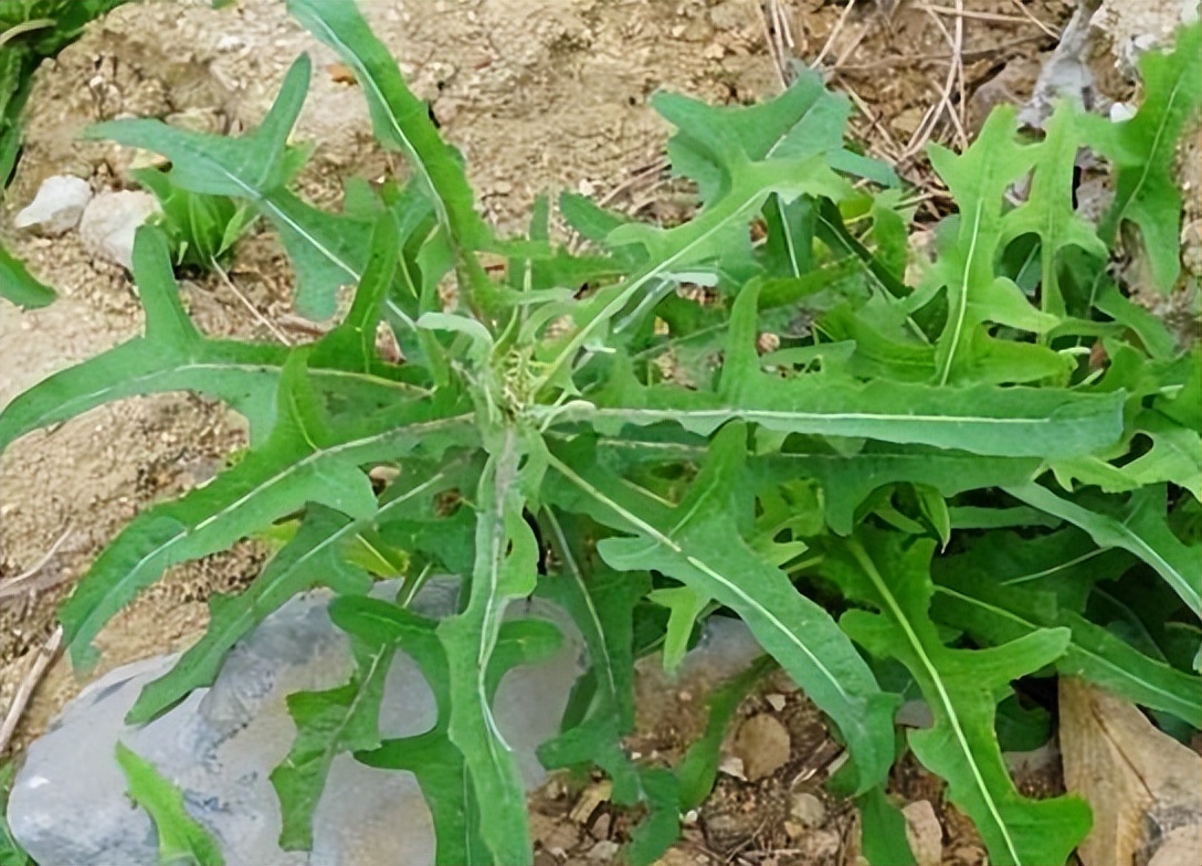 今天分享的野菜就是苣荬菜,它长得和苦菜相似,在农村很常见,路边和