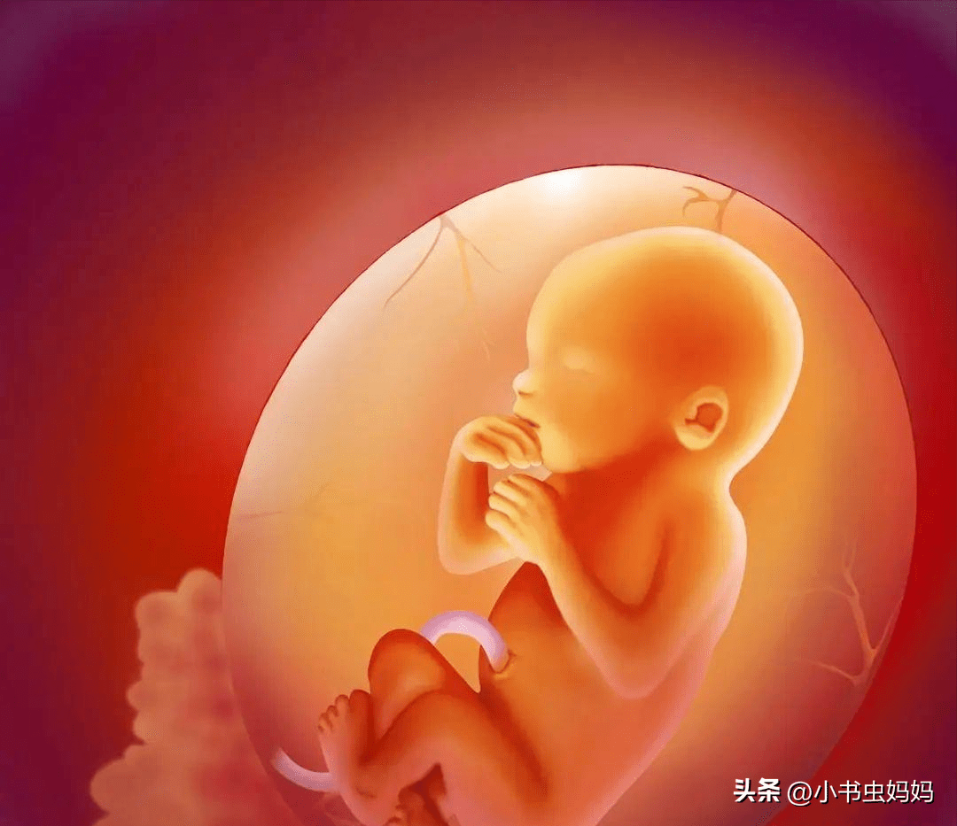 胎儿背向妈妈孕肚图图片