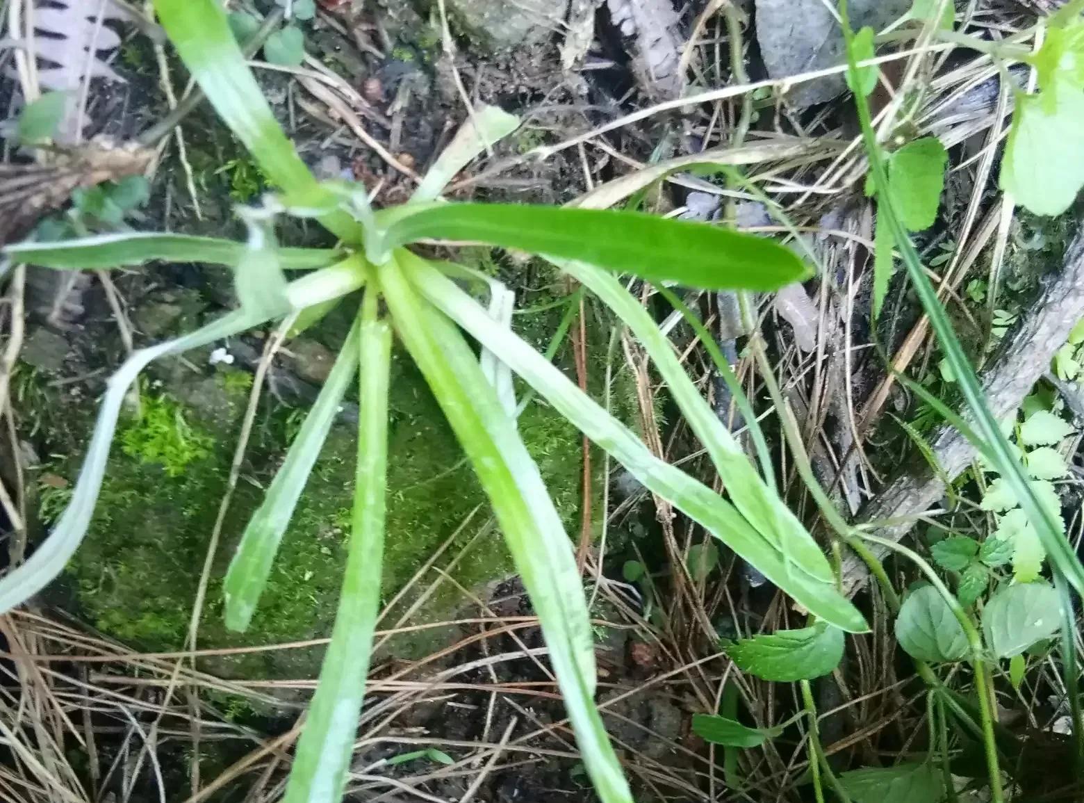 白头根草的用途和图片图片