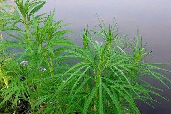 芦笋种子（炒芦笋要焯水吗） 第8张