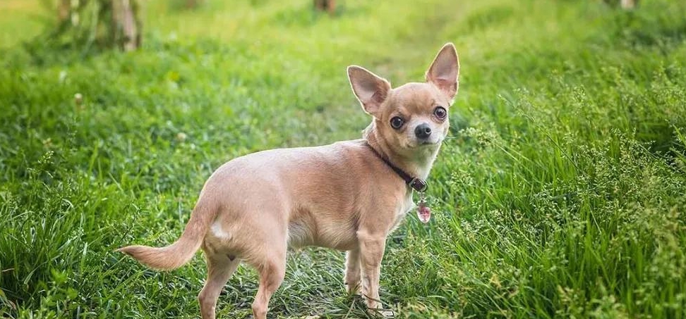 百科 吉娃娃,世界上最小的纯种犬_主人_品种_能力